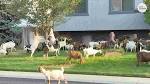 Goats stir up trouble in Boise