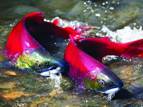 Sockeye Salmon swim through the river. Photo courtesy of Idaho Press.
