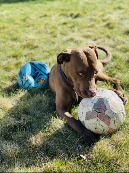 Pitbull chews on soccer ball. Photo by Gabby Wormell.