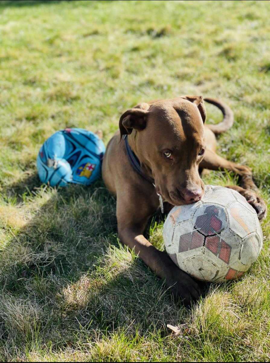 Pitbull+chews+on+soccer+ball.+Photo+by+Gabby+Wormell.