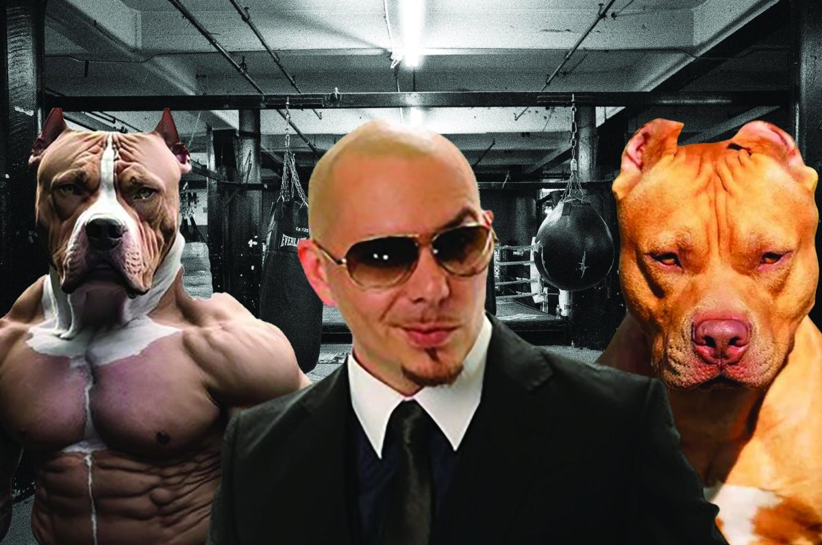 Pitbull+trains+pitbulls+to+be+fighters+for+his+XL+Bully+revolution+in+the+UK.+Photo+illustration+by+Madeline+Gibson.