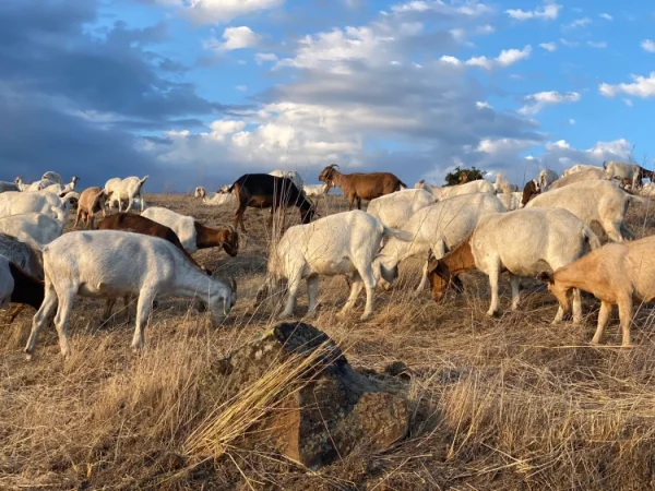 Lewiston Goat Project